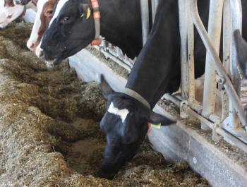 Cattle breeding