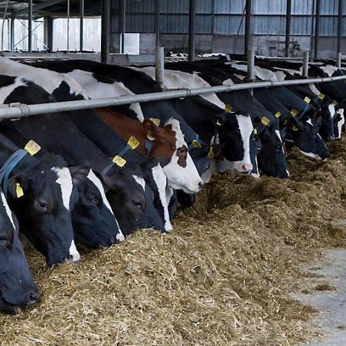 Landwirtschaft